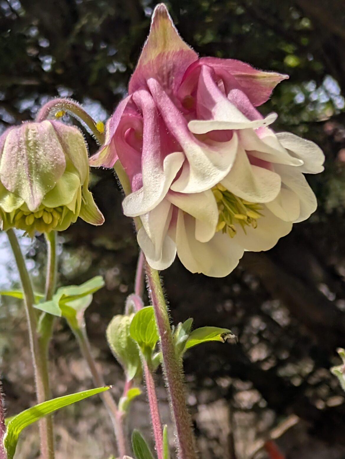 Columbine (Aquilegia)