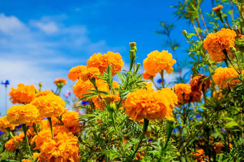 Marigold flower in nature in garden