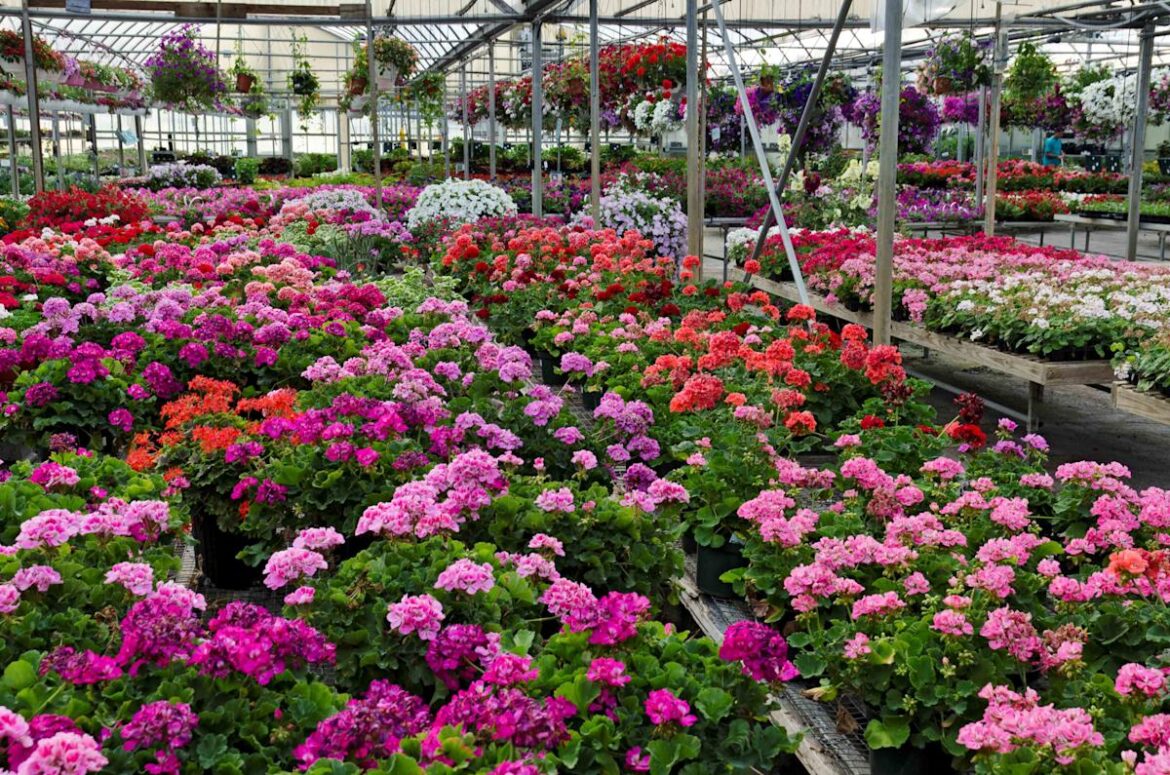 Bigger vs. Smaller Plants: Which Is the Better Investment?