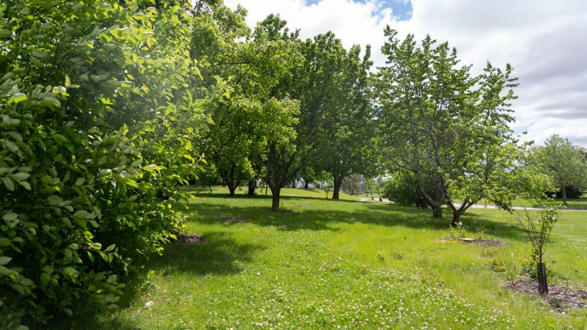 Brookings Master Gardener donating 30 apple trees to local youth Brookings Master Gardener donating 30 apple trees to local youth