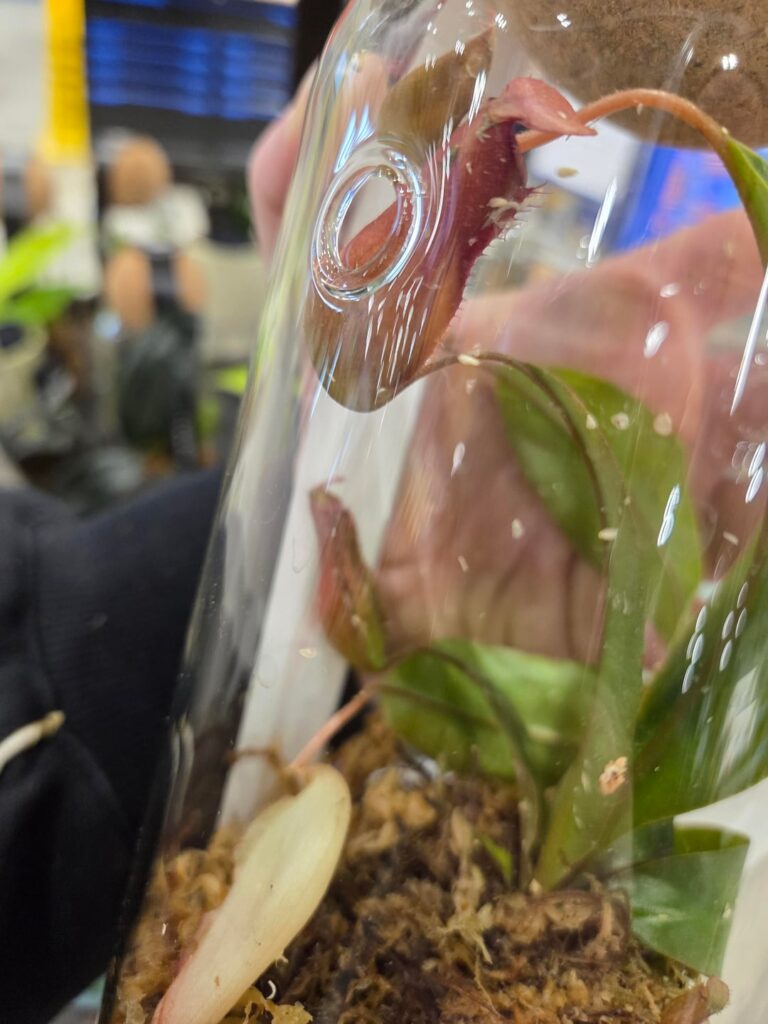 Found this pitcher plants at lows last week. What are they?