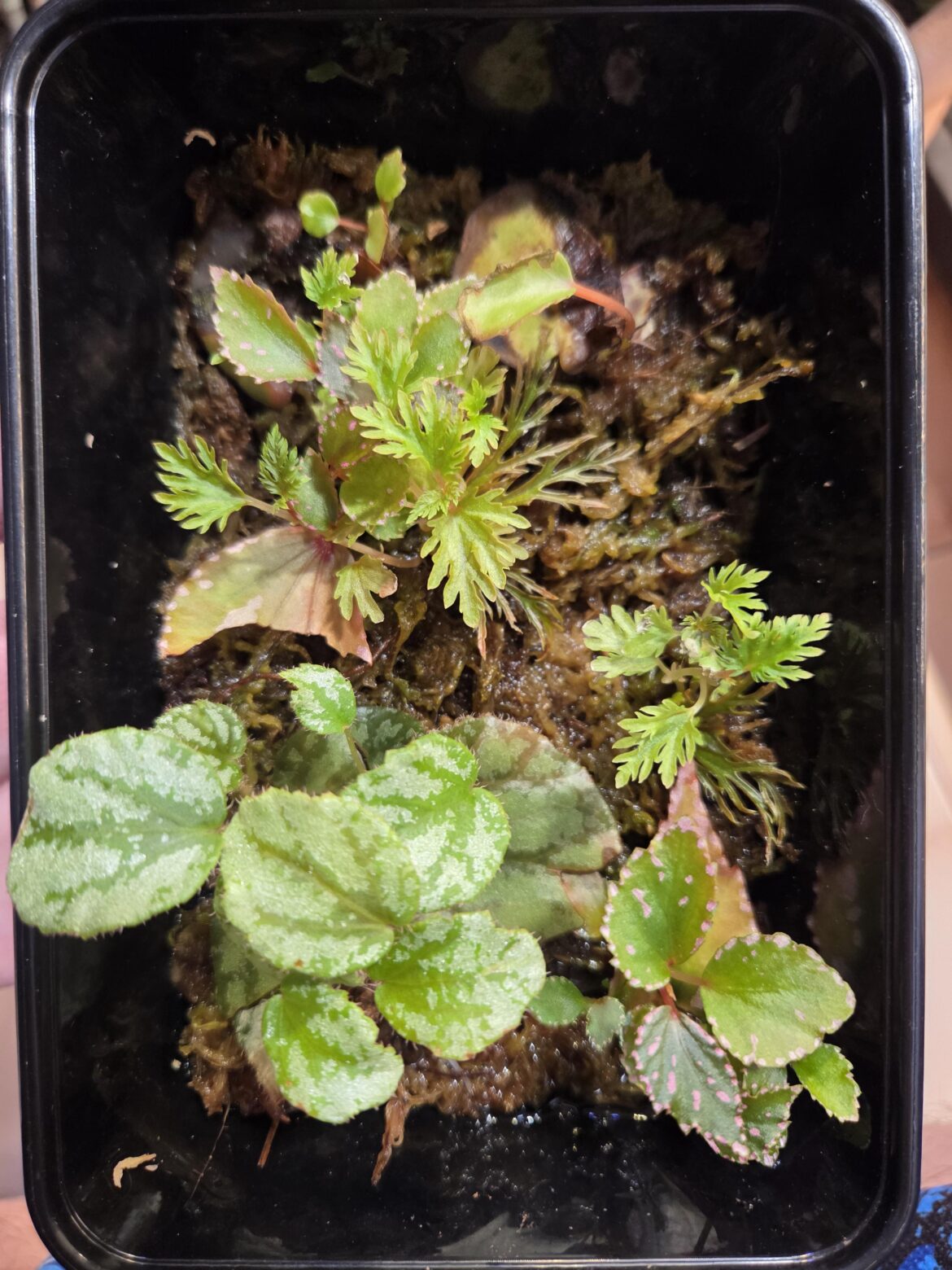 Salad