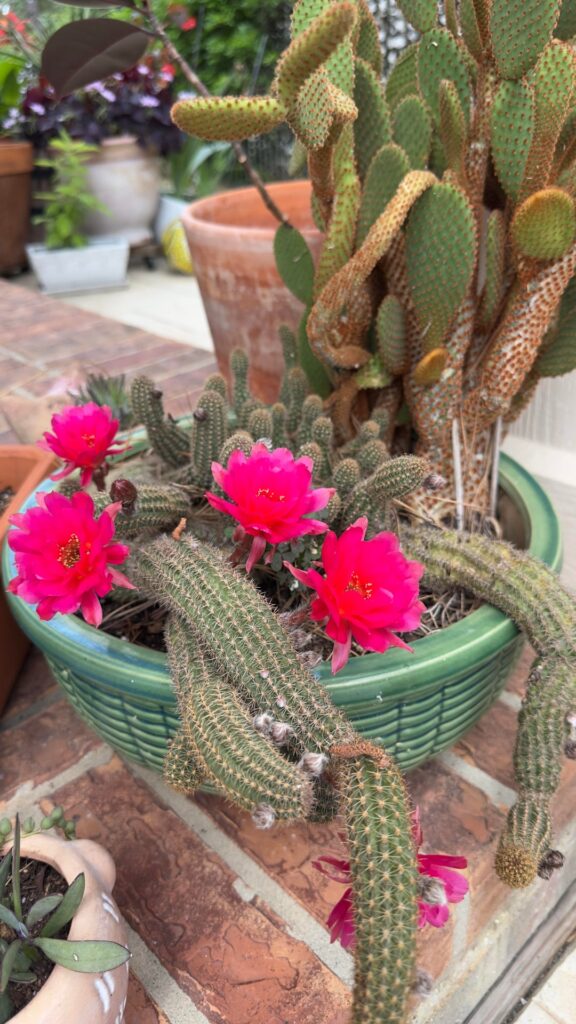 My cactus bloomed for the first time and I just had to share
