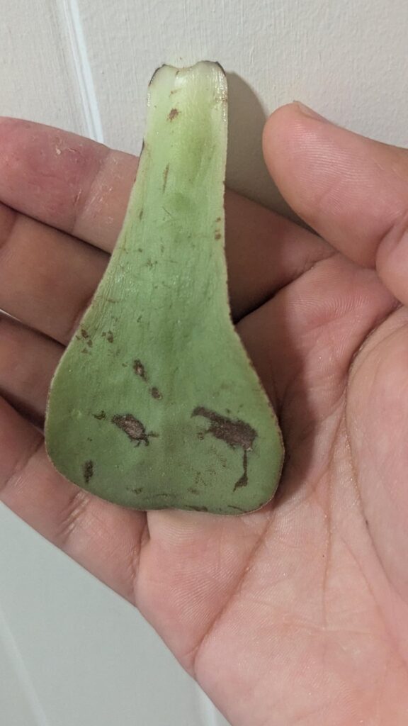 Look at the lil baby root Look at the lil baby root