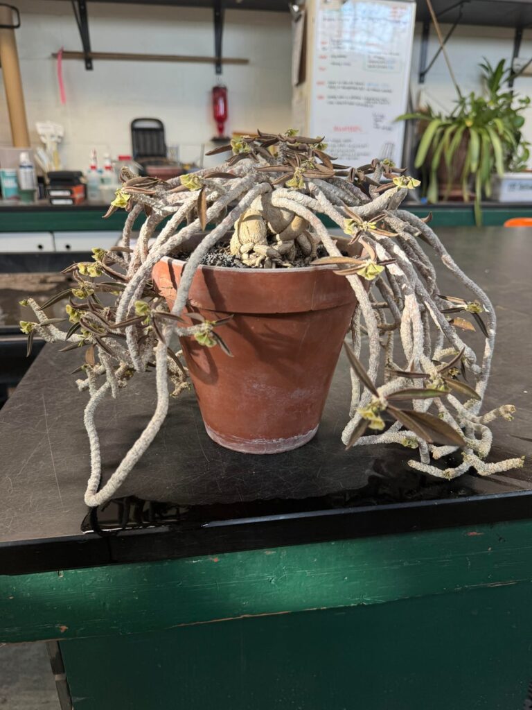 Cylindrifolia tuberifera