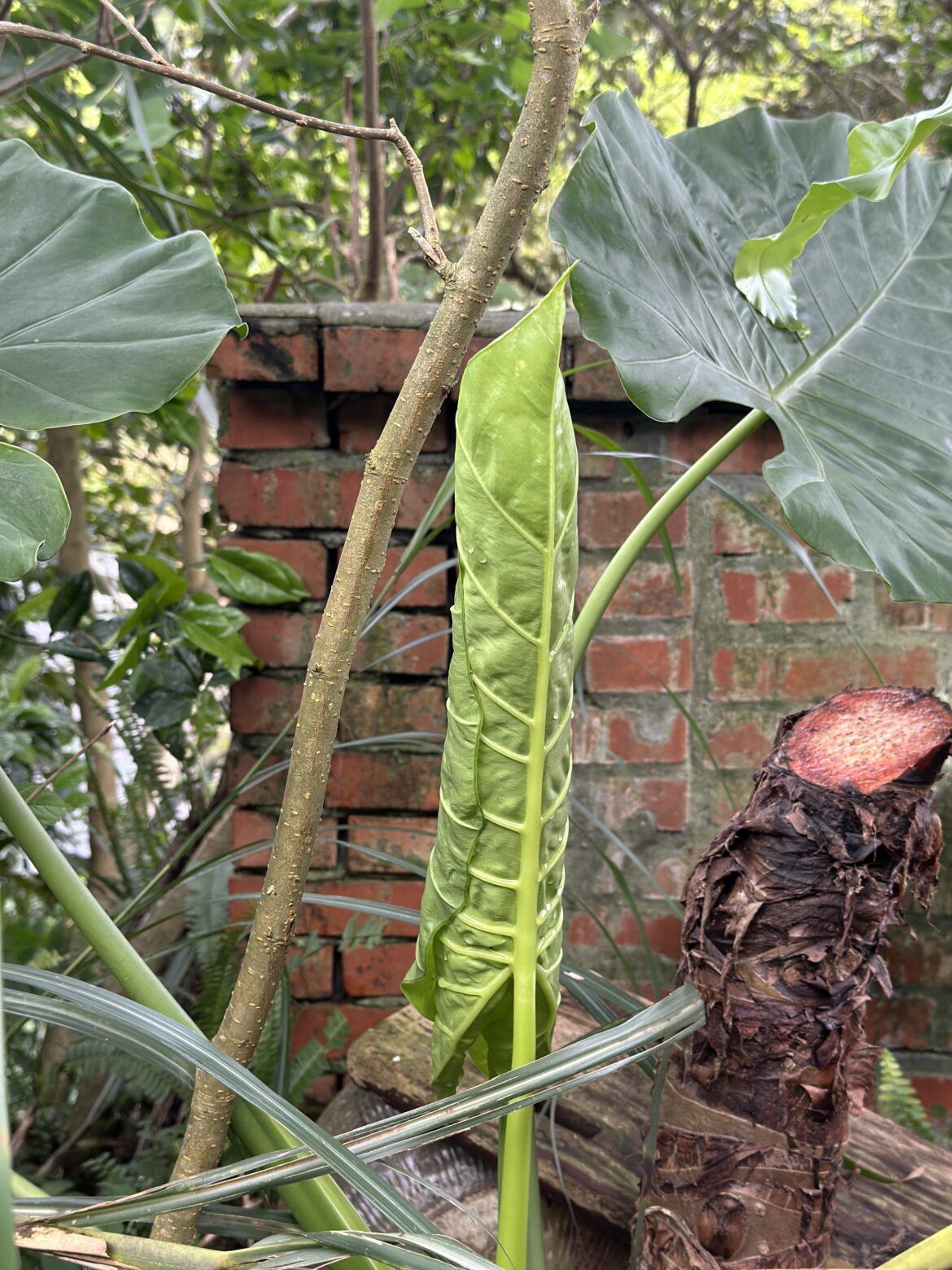 Found a new growth in Taiwan