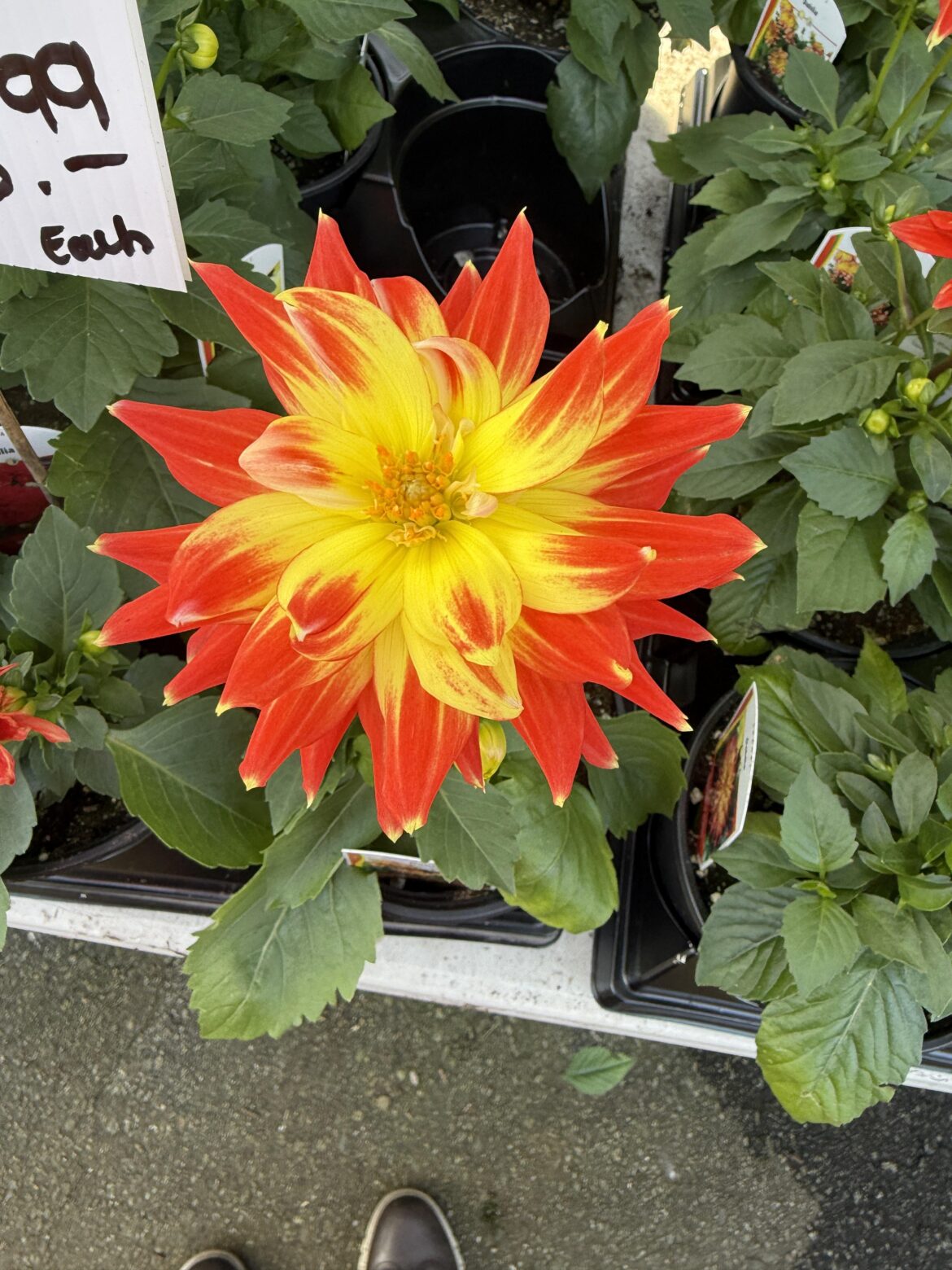 This Hypnotica "Candy Corn" looks like fire