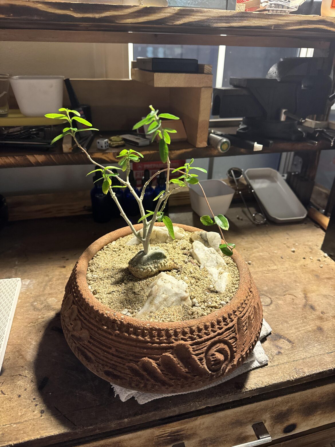 Staged Fockea Edulis!