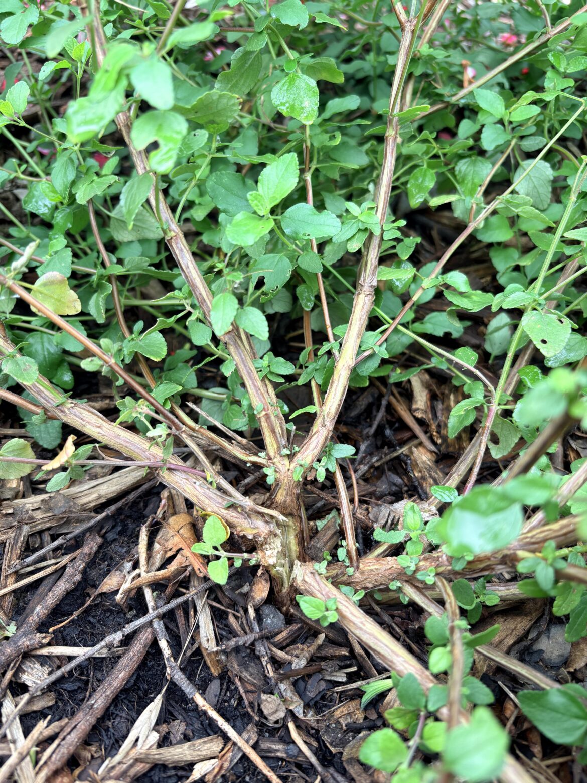 What did this to my plant? What did this to my plant?