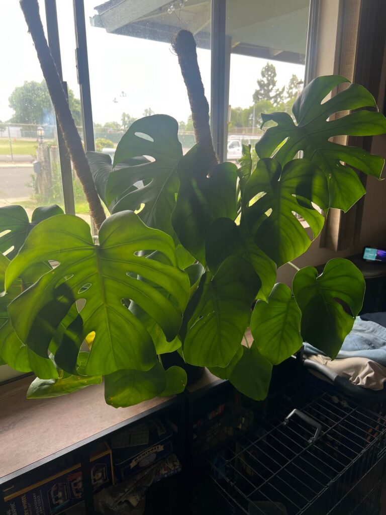 How do i even start cutting this???