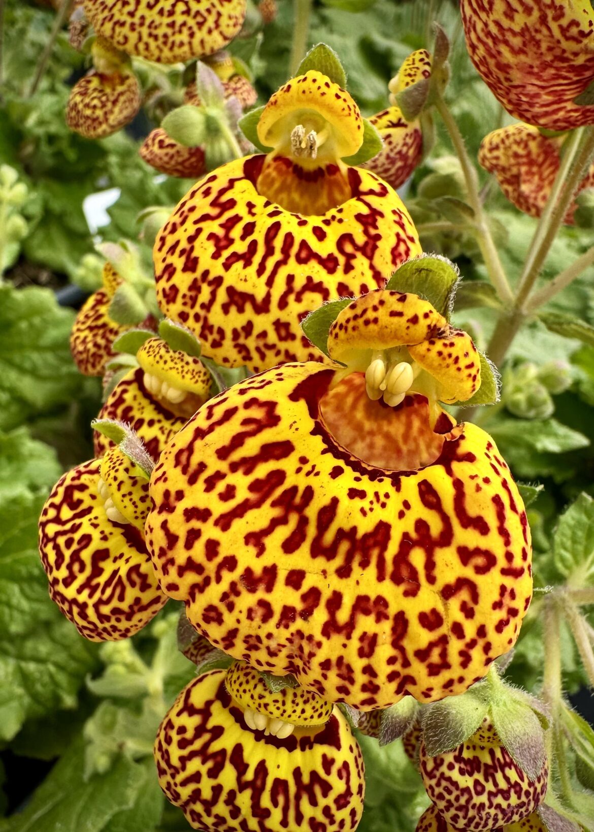 Interesting shaped blooms!