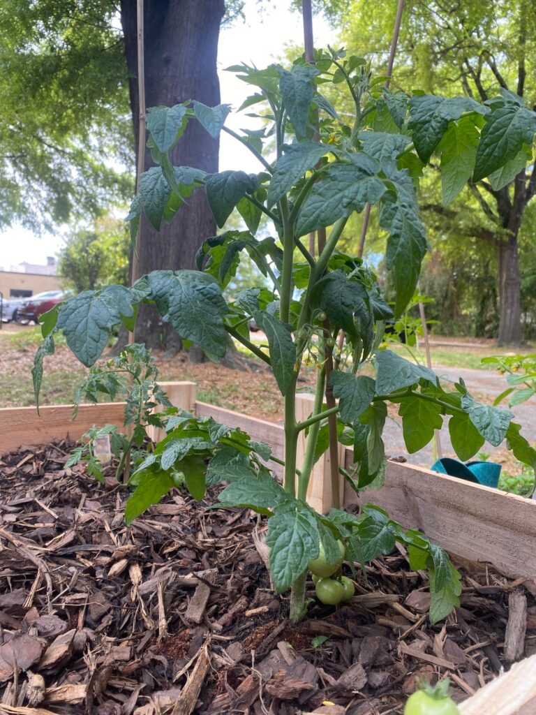 How to prune my husky cherry tomato plant ?