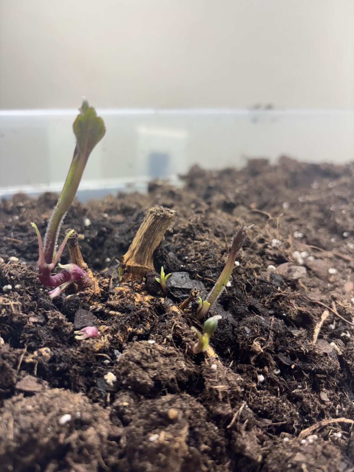 Does this mean I should have divided this tuber? I know it needs a bigger container and more soil. But all the sprouts are making me think I should have tried to split it before sprouting. I honestly thought I didn’t overwinter them properly so pleasantly surprised!