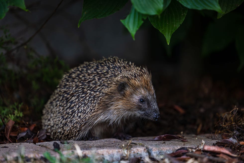 a western european hedgehog or brown breasted hedgehog is looking for food in the evening, darmstadt, hesse, germany
