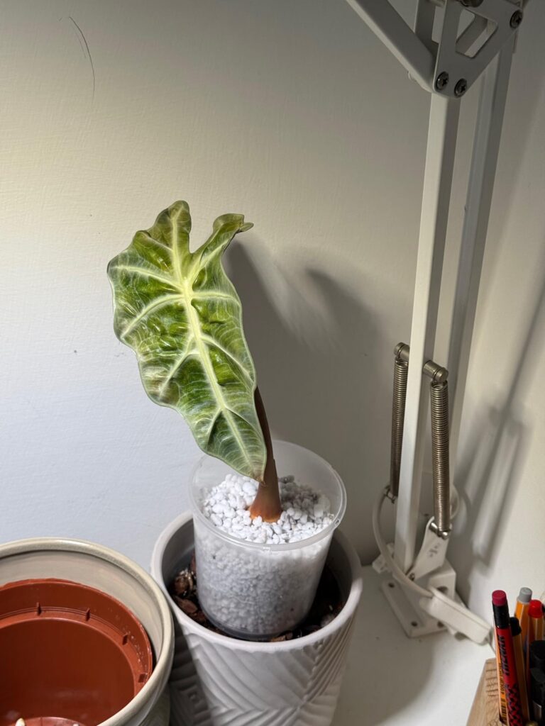 Alocasia propagation yellowing