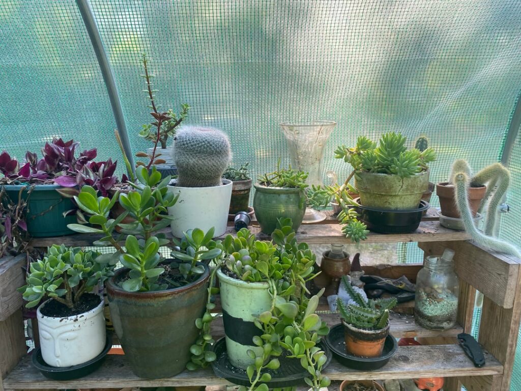 I have a compromised immune system, so I get sick a lot…but being in my greenhouse brings me peace.