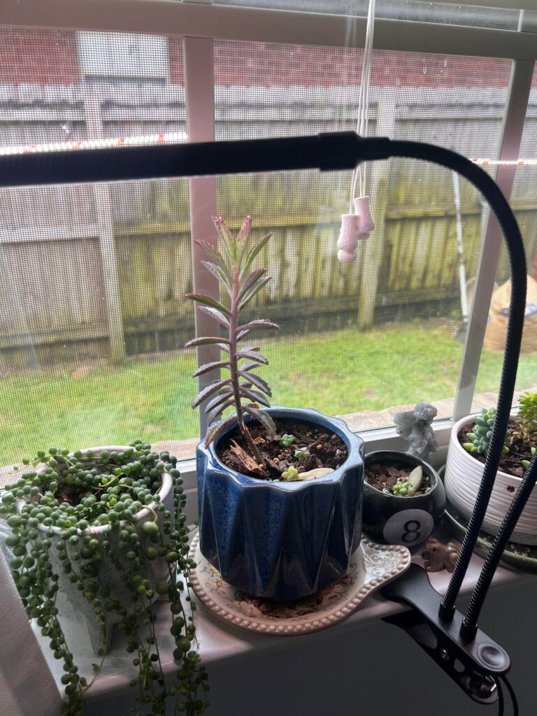 Pink Kalanchoe update and advice needed Pink Kalanchoe update and advice needed