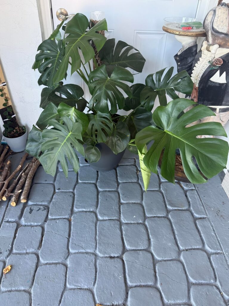 New to monstera