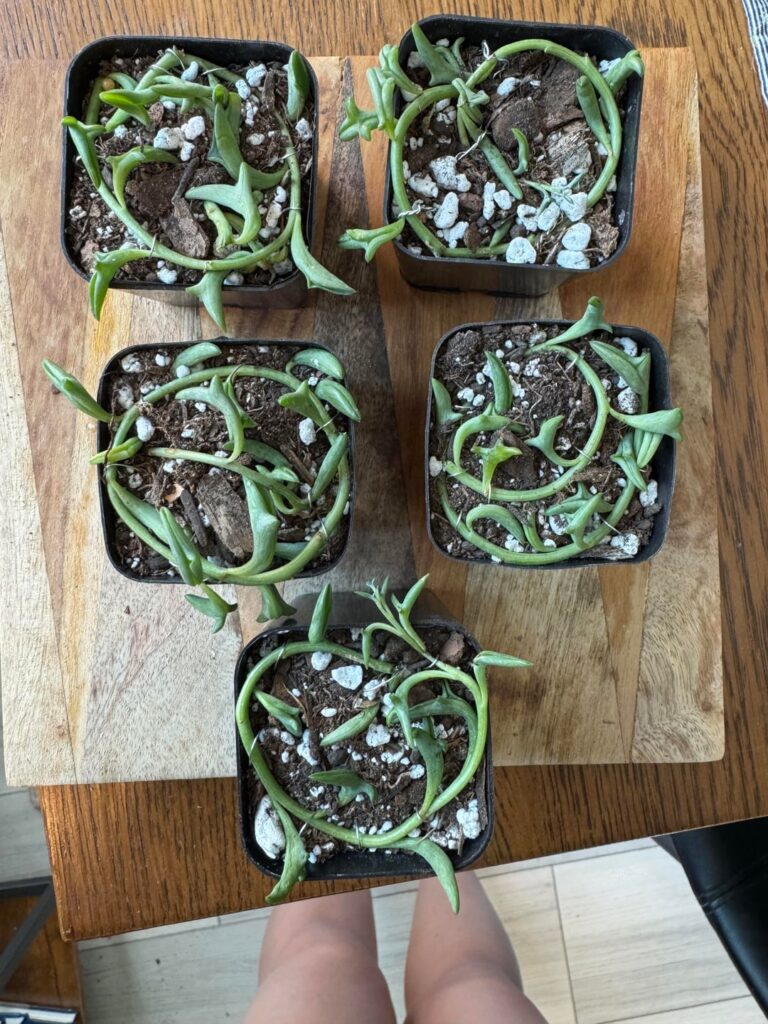 Gave my dolphins a cut. Is this a sufficient set up for prop?