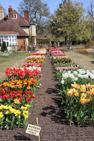 RHS Wisley Trial Garden with rows of blooming tulips in various colors, a house in the background, and a "WARNING ELECTRIC FENCE" sign.