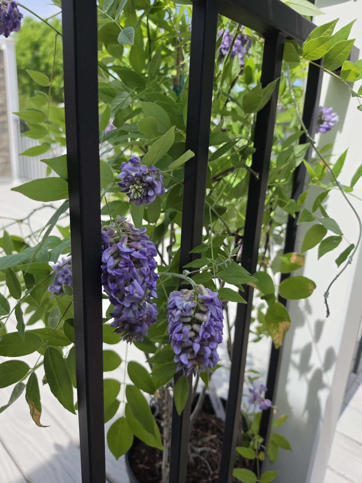 Wisteria frutescens’ “fragrance” Wisteria frutescens' "fragrance"