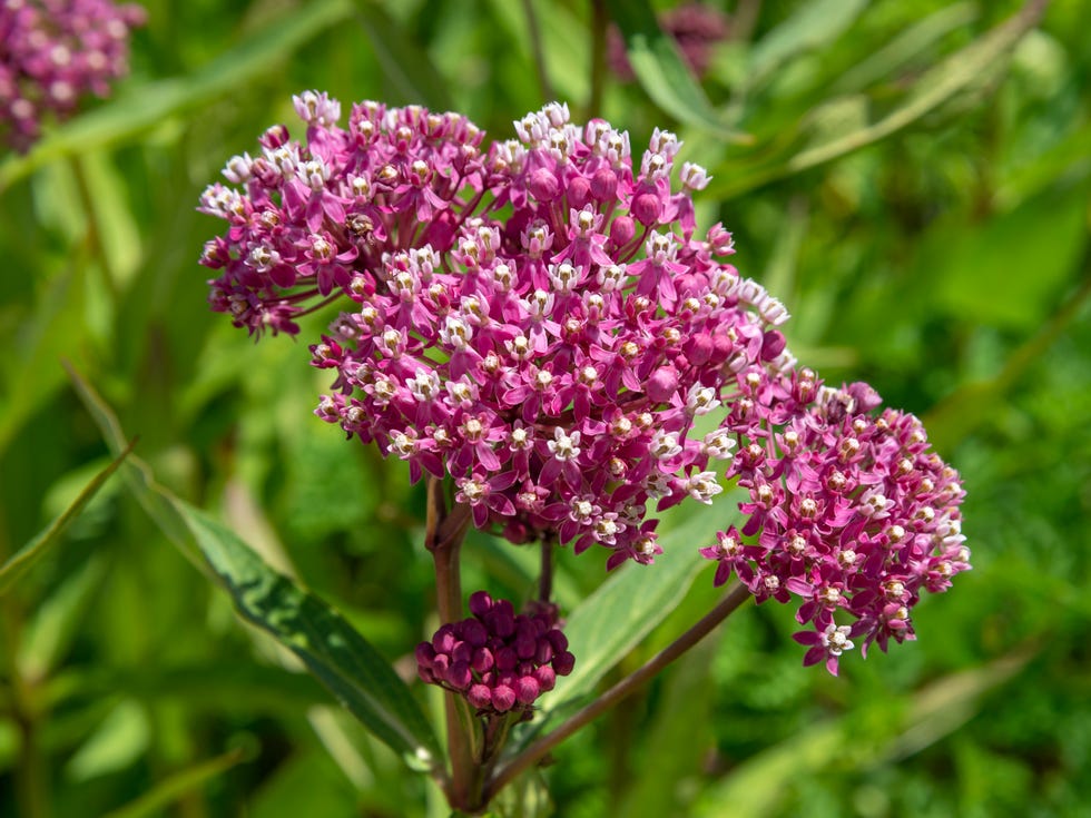Asclepias Incarnata in flower in July garden