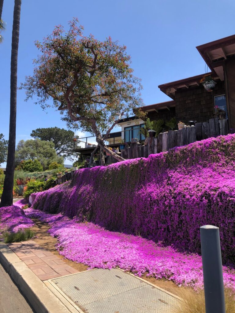 Absolutely Stunning On My walk in Point Loma San Diego.. I’m planting this as soon as I can:)Does anyone know how fast this grows?