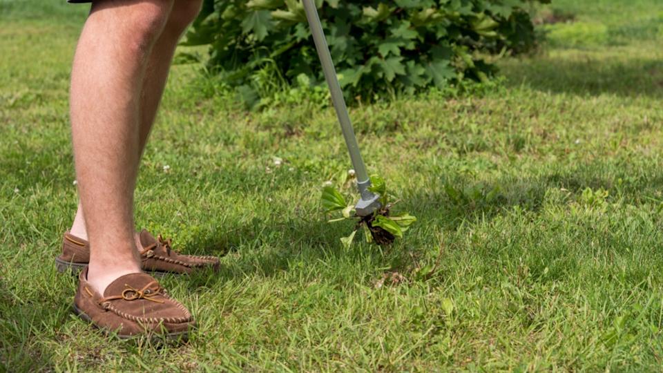 Teenage boy pulling weeds with a weed puller, Bracebridge, Ontario, Canada.