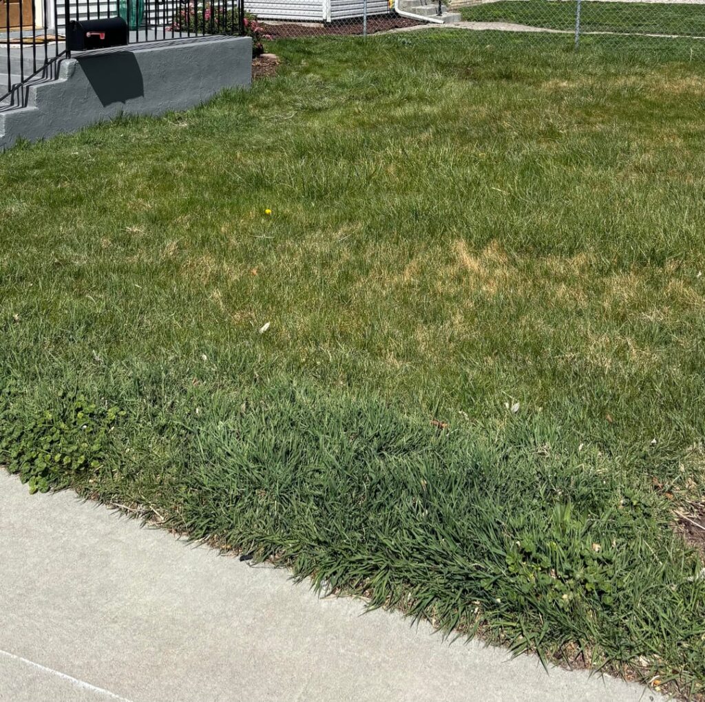 Wanting to replace mixed lawn with native yard -Northwest 6a