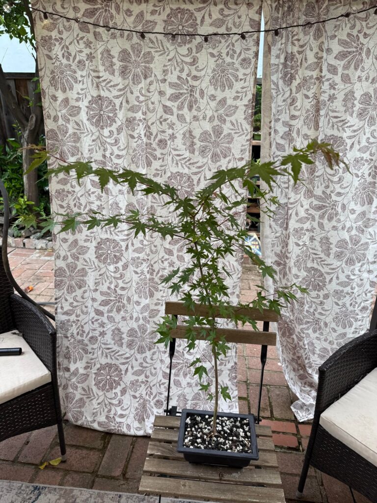 Japanese Maple – to chop? Japanese Maple - to chop?