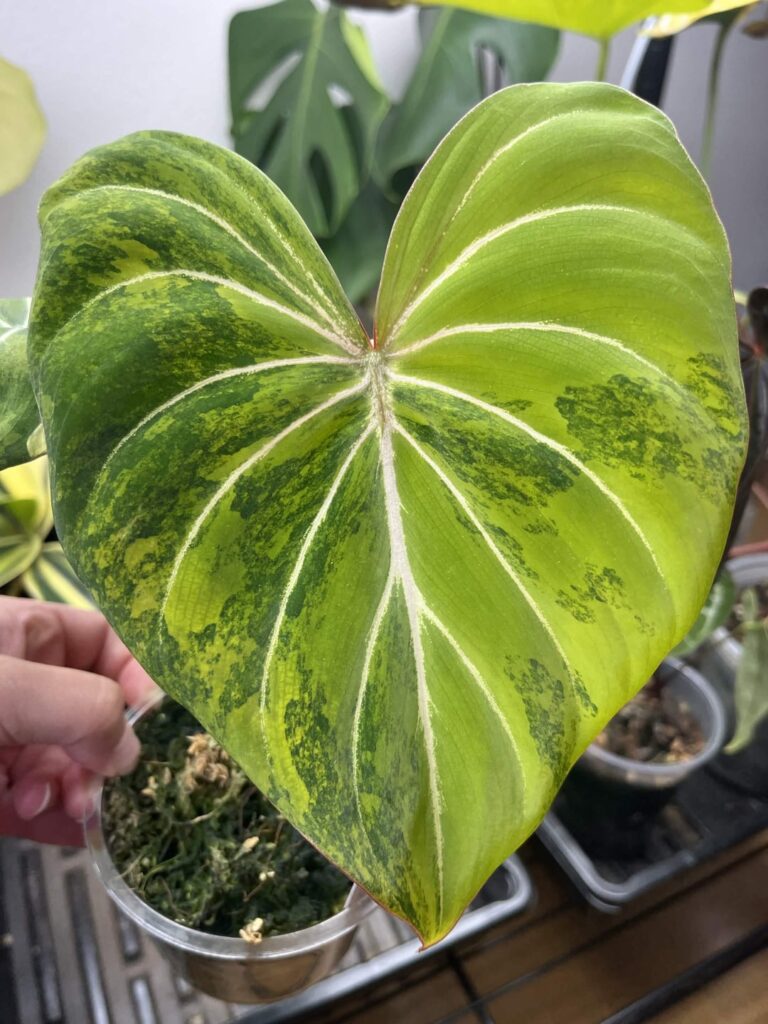 Just some cool leaf updates