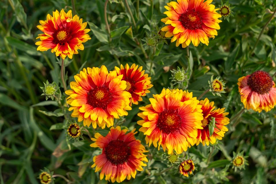 blooming gaillardia flowers with vibrant red and yellow petals against a background of green leaves. a colorful and energetic ornamental plant in a summer garden