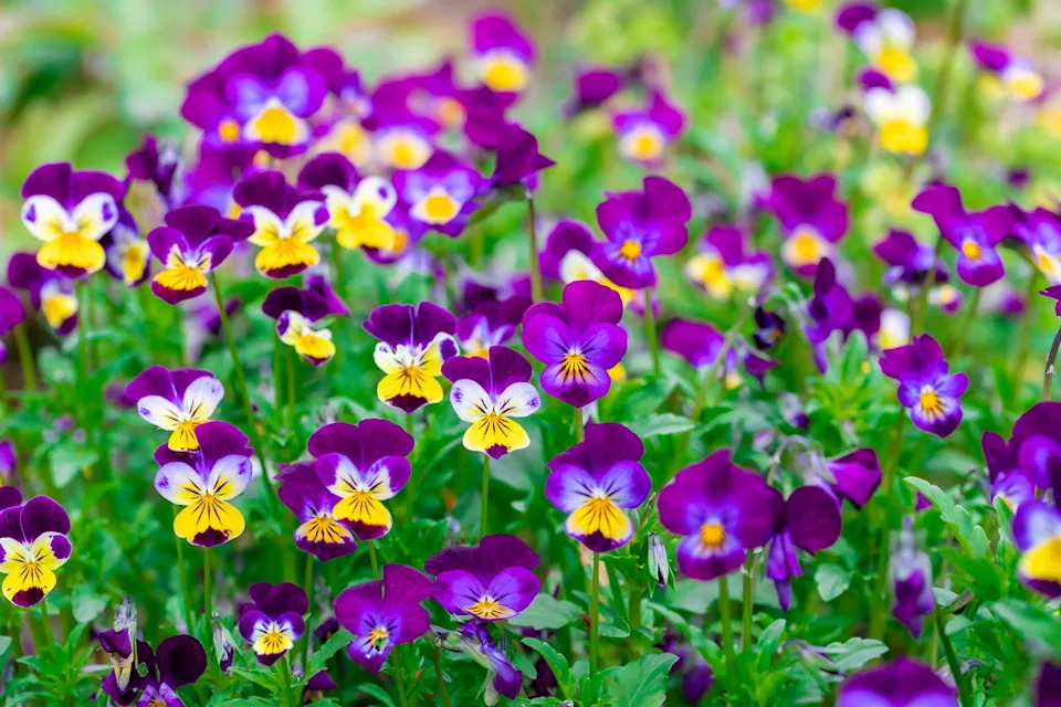 bright blossoming tricolor pansy garden