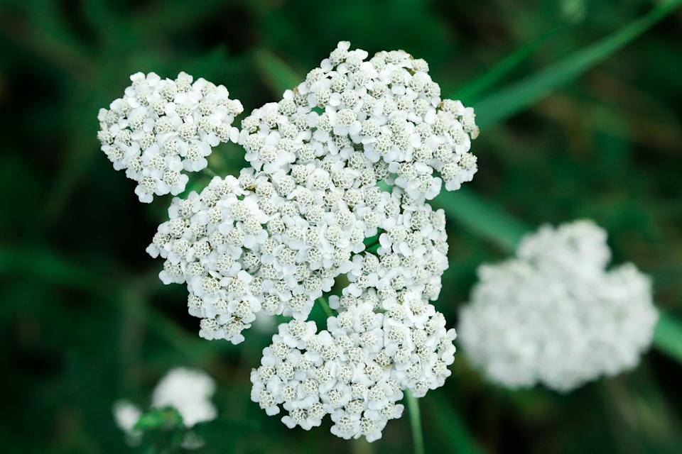 achillea millefolium