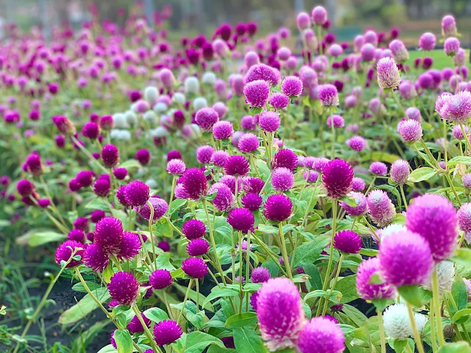 pink magenta globe amaranth