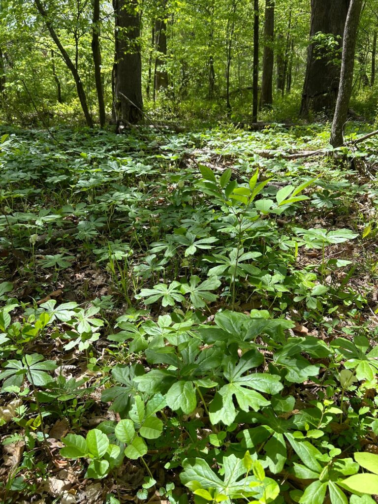 Biggest mayapple patch I’ve ever seen in a client’s wooded property. *Plus* she let me take some home!!! Piedmont, NC