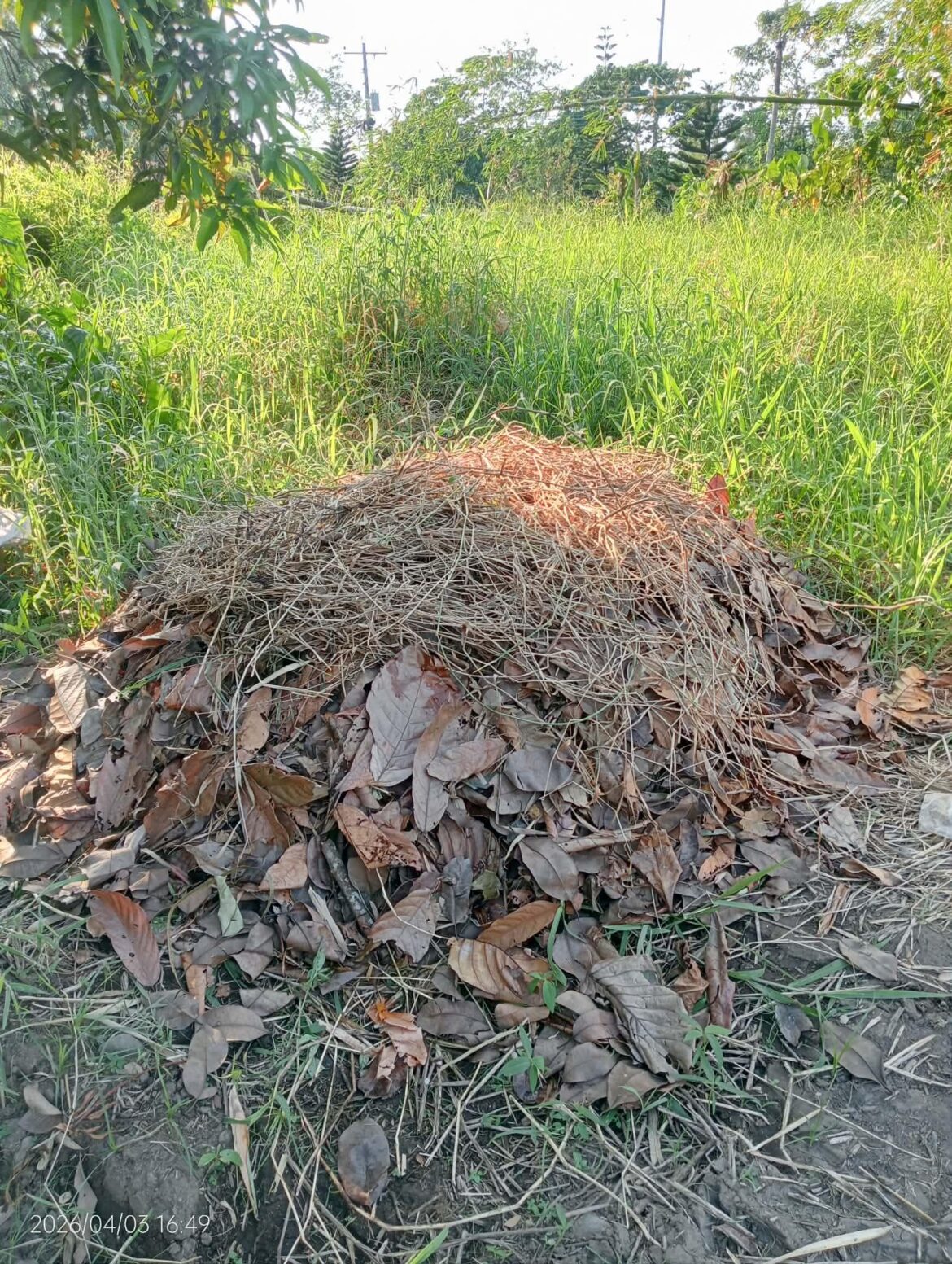 1st time to try Composting