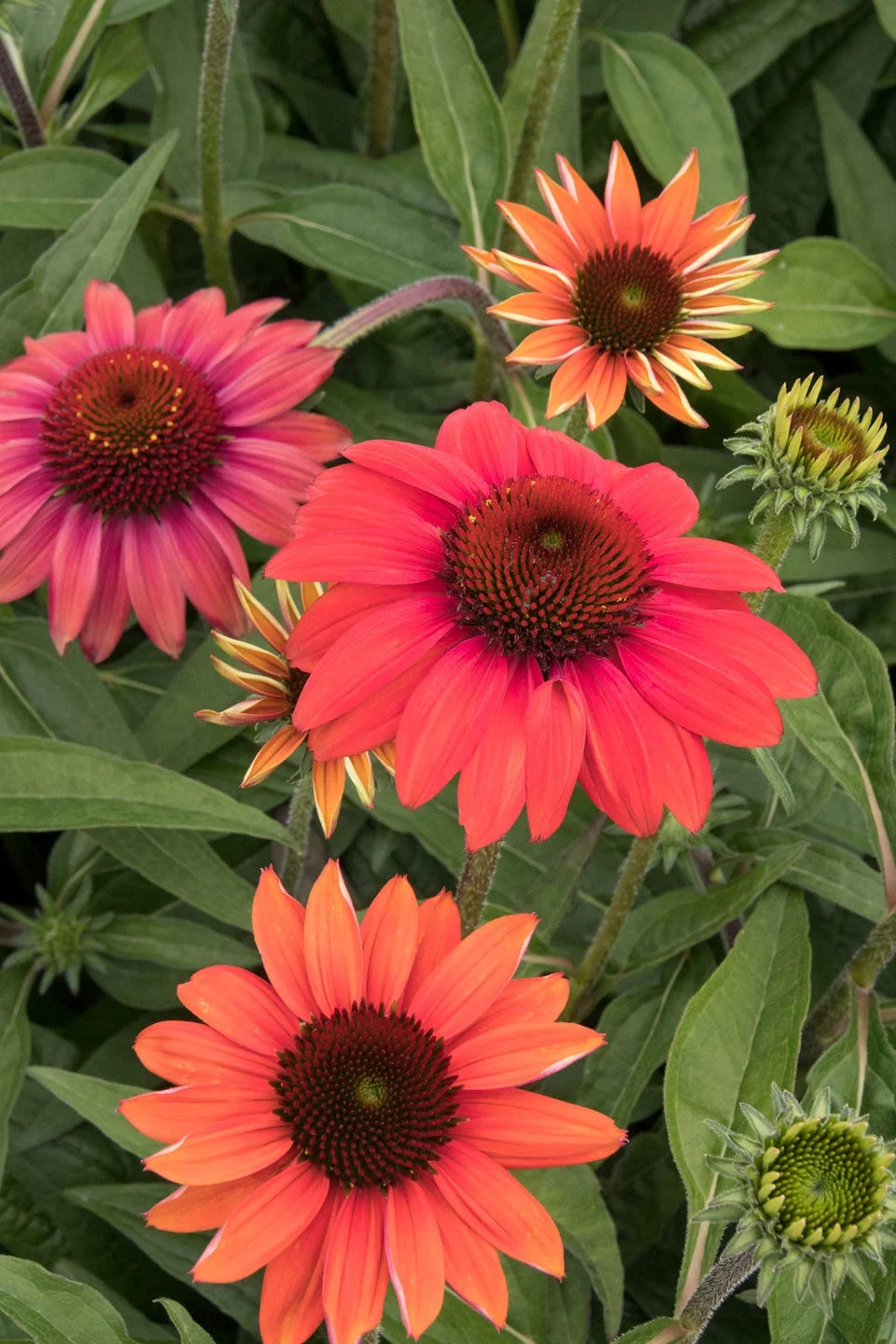 summer flowers, close up of coneflowers