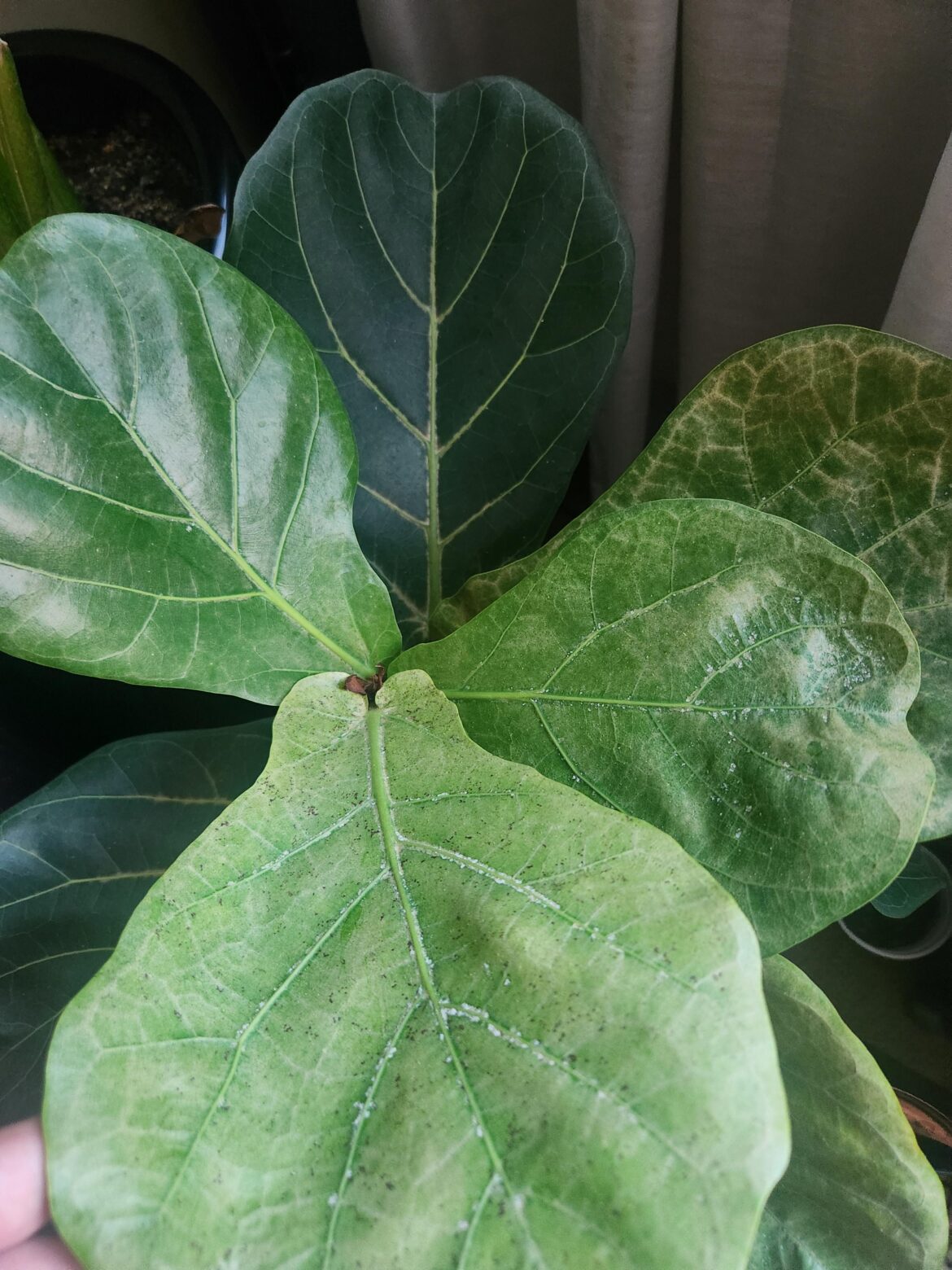 Paler leaves over time. Zero pests. What could be wrong?