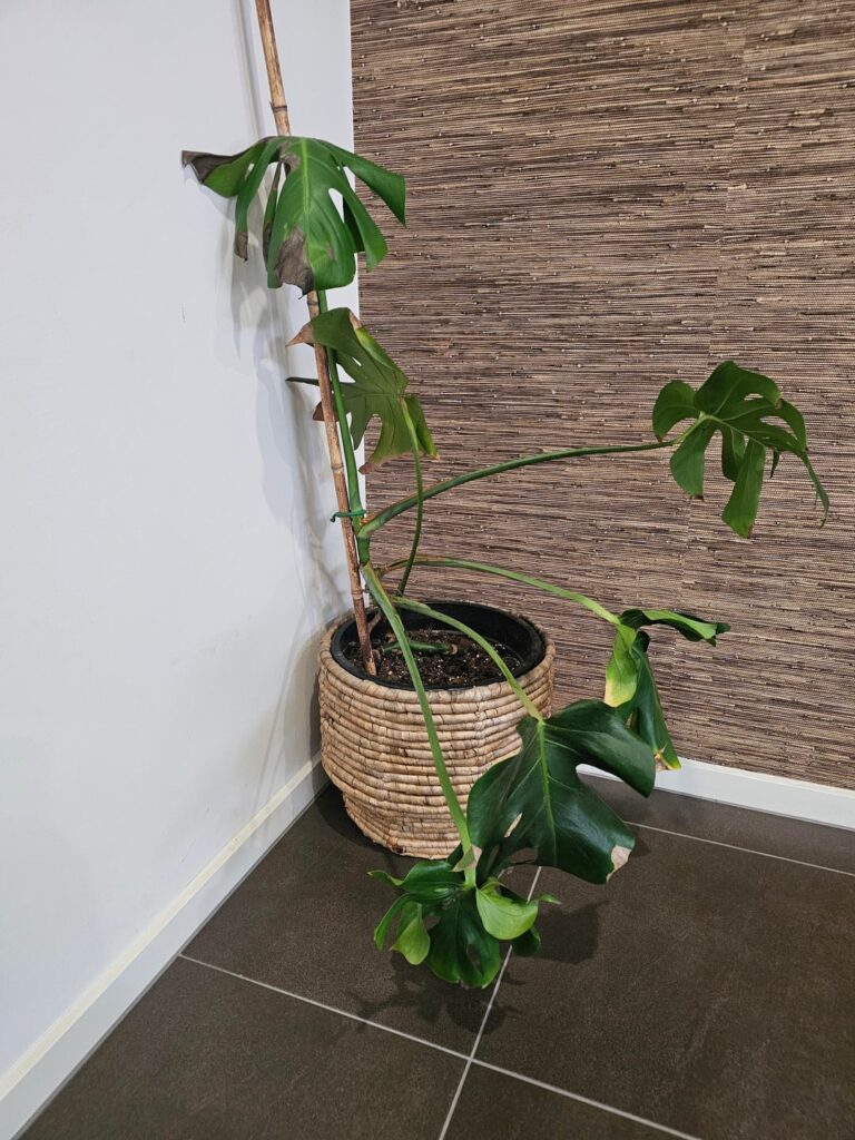 Help this little Monstera
