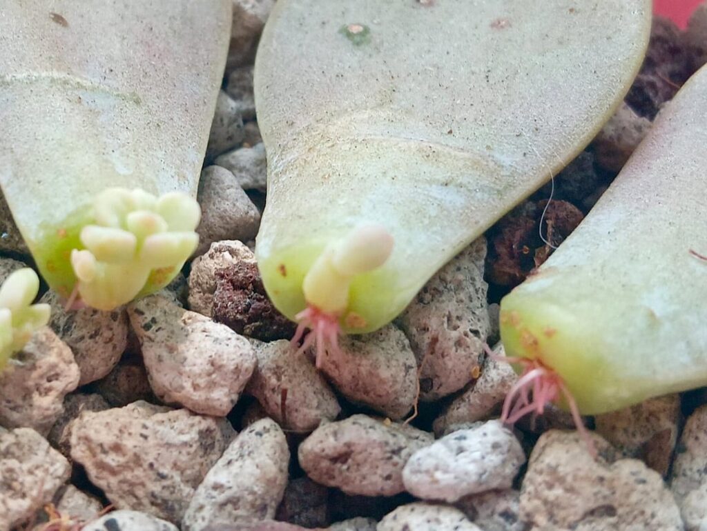 It's... a boy! (I'm sorry 😭)