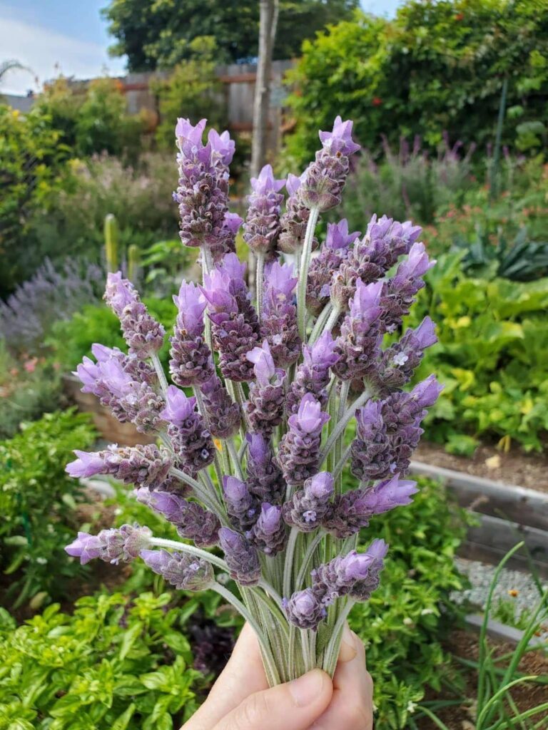 Lavender <3