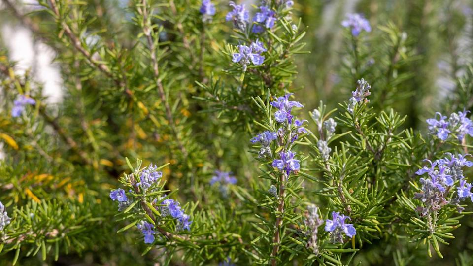 Rosemary