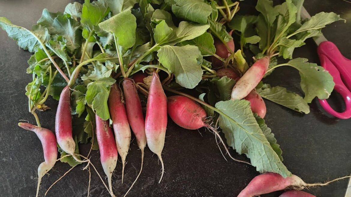 Plant spring radishes now for your best tasting radishes ever Plant spring radishes now for your best tasting radishes ever