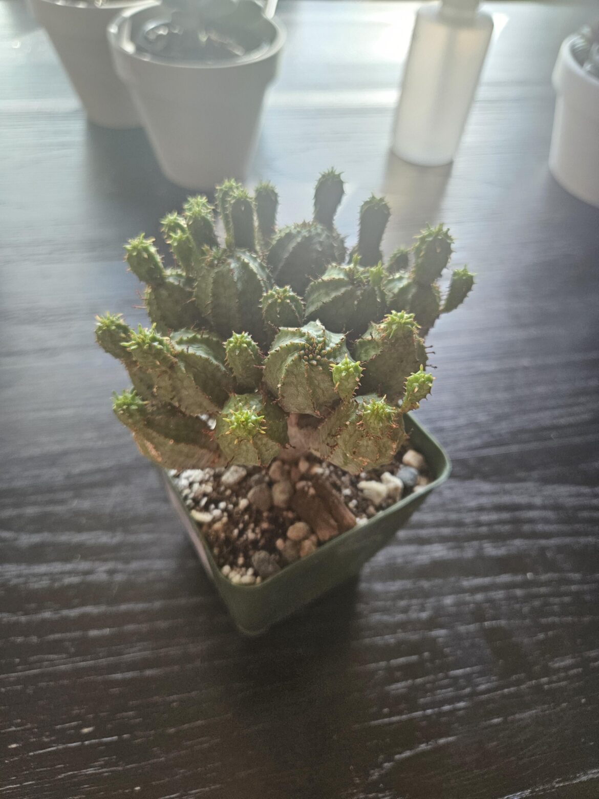Baseball plant?