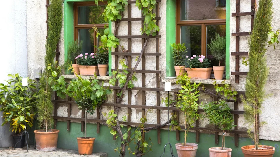 Flowers in terracotta pots - garden before a house - entrance.