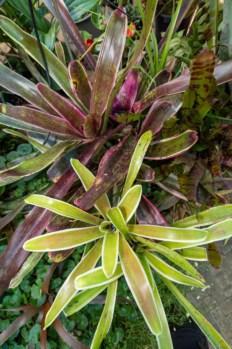 There’s a soothing soundtrack to the garden — water features gently trickling and birds tweeting — never interrupted by machinery. Pictured: A Bromeliad.