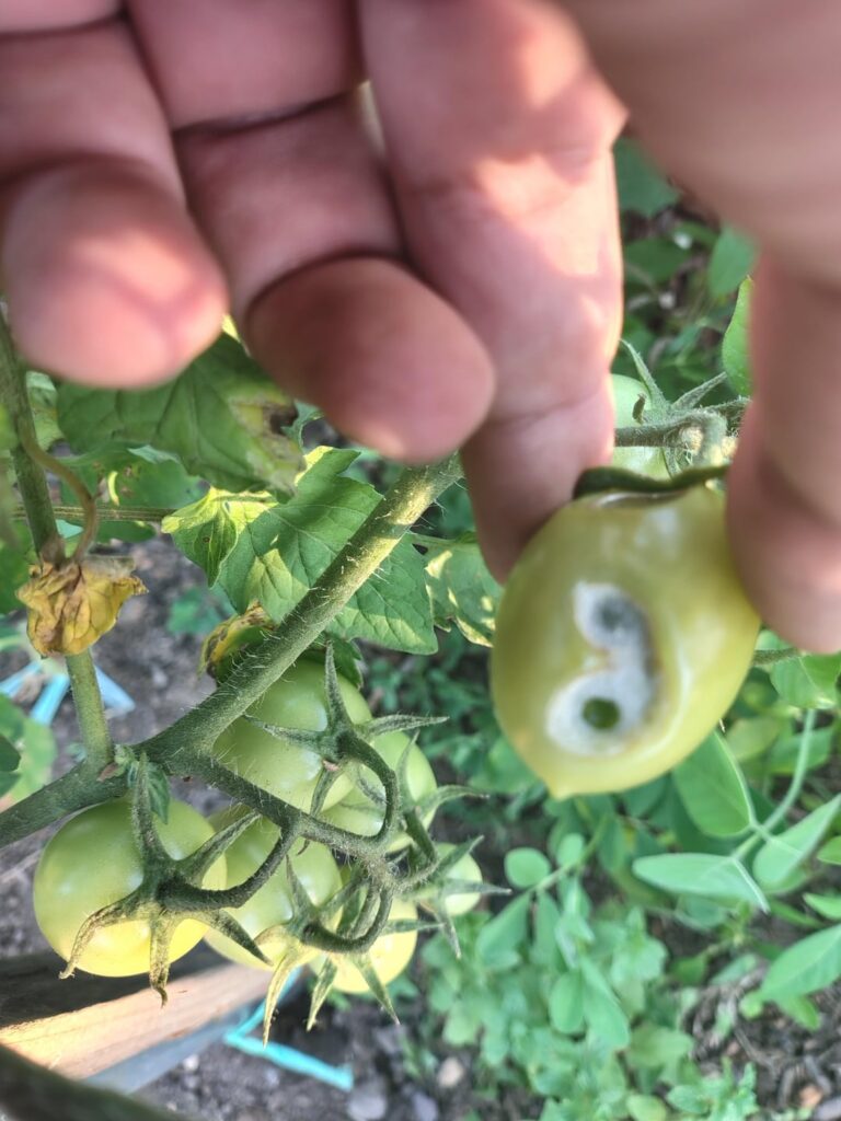 Help advice for tomatoes
