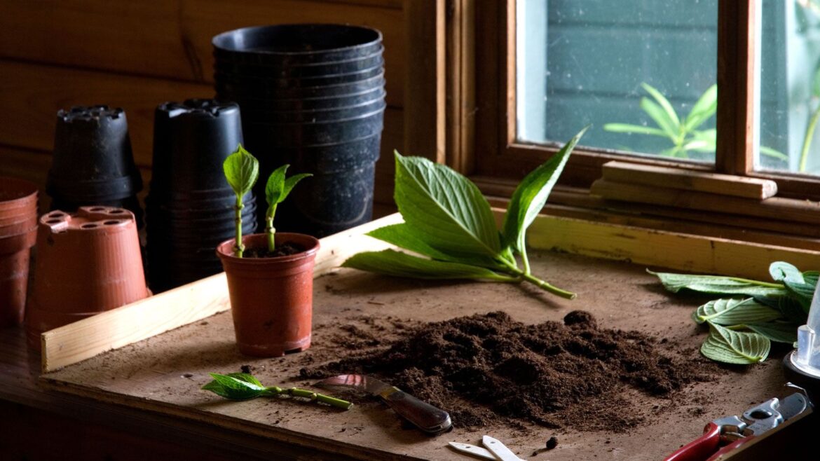 What to Propagate in April for Free Spring Plants: 7 Picks cuttings on potting bench with soil and flowerpots