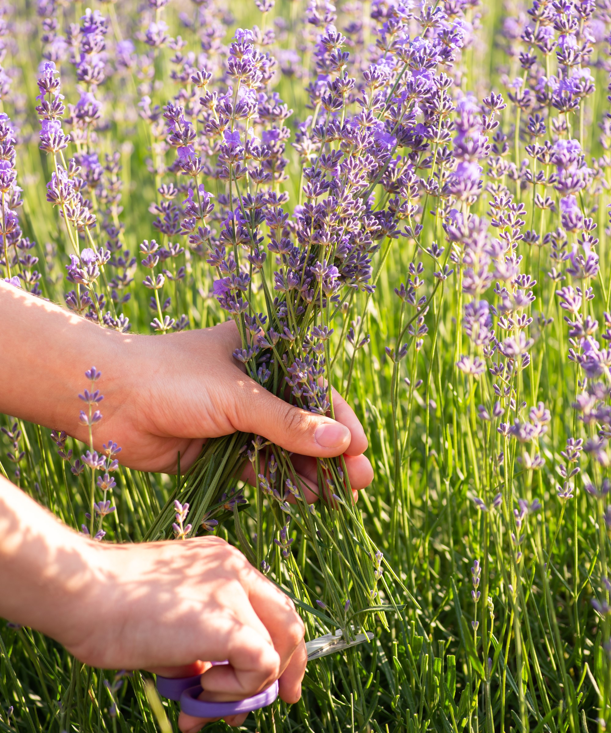 Deadheading lavender